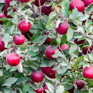 Stayman Winesap Apple Tree