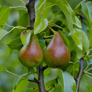 Summercrisp Pear Tree