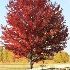 Sun Valley Maple Tree